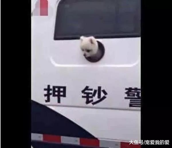 运钞车里突然钻出一个狗头，路人都笑翻了，小警犬：不许笑~