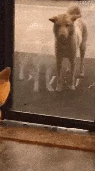 被弃养的猫苦等主人三年！从宠物到流浪，它们的生活没有希望