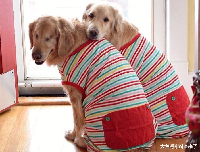 金毛因病不得不摘除双眼球，暖心好友从此时刻守护当起了它的眼睛