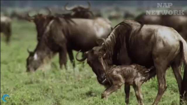看了這個長見識了，動物遷徙，極其壯觀