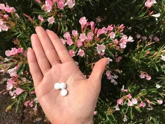 老公往花盆倒了点酒，叶子立马变绿，花儿都长疯了！