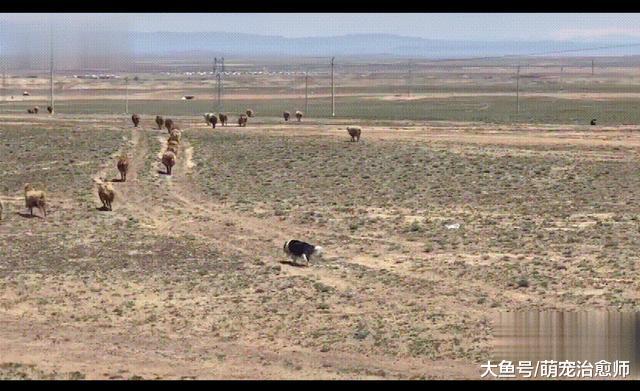 边牧看到有羊群，从车上直接跳下来去追！二哈：这小子职业病犯了