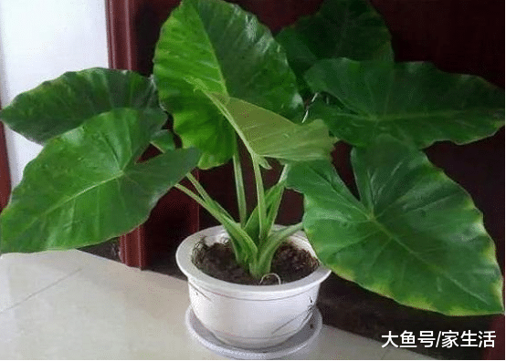 家里最值得养的10种植物，不仅好看还容易活，放久了会增强财运