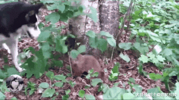 二哈为了抓土拨鼠，却在山上跟主人走丢，靠它叫声才找到的