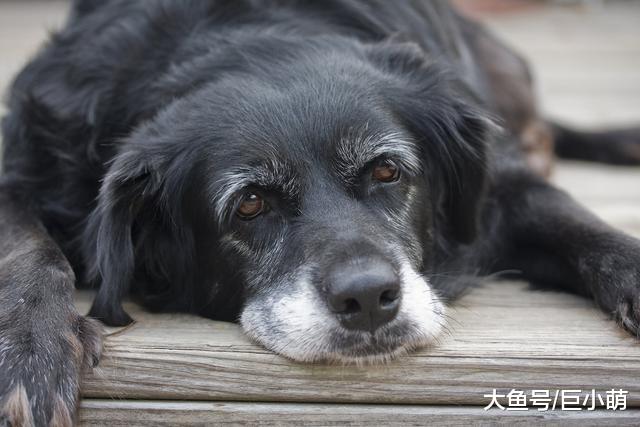 狗狗呕吐是正常状态？也许狗狗正在忍受胃炎的痛苦