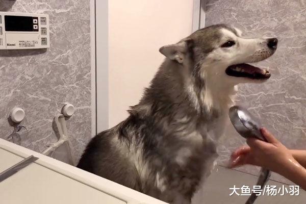 二哈洗澡像只温顺的小绵羊, 下一秒却打得主人措手不及, 笑面虎