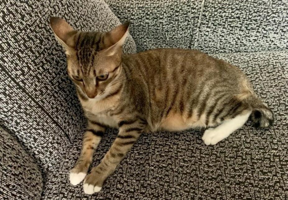 宠主拿着奶粉喂宝宝，猫咪吃醋躲在角落偷看，眼神超哀怨！