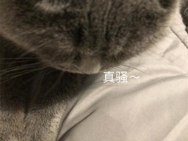 貓咪在床上亂尿令主人生氣，拿腳丫報復后，愛貓臉色變得不爽！