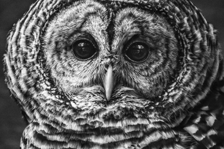 黑白野生动物摄影技巧让我们来看看黑白野生动物摄影的一些优点。