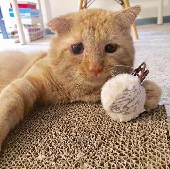 房东不让养猫，租客把打算领养的猫照片发给他，他立马改规定！