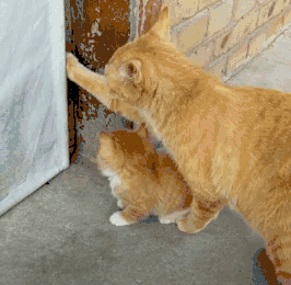 自从养了橘猫，我终于体会到什么叫“十橘九渣”！