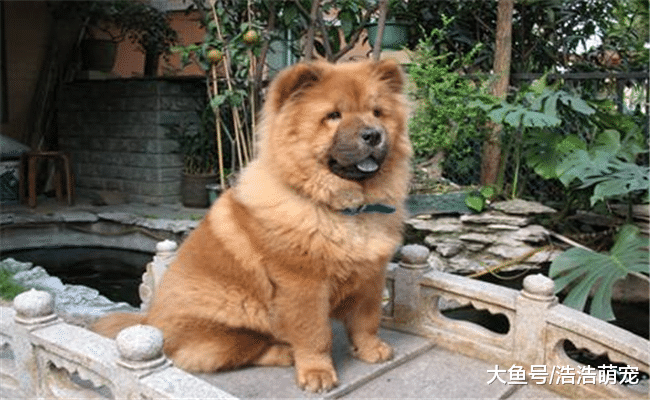 身上異味特別大的4種狗狗，如果你受不了它們，一開始就不要養