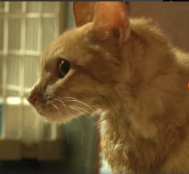 遭主人遗弃拒绝进食，幸得好心人帮助，世界上不止一个人爱你