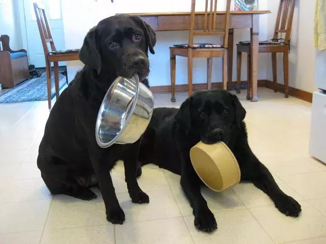 违反天性做导盲犬, 拉布拉多狗生是有多么不易