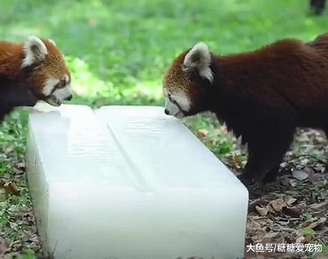 小熊猫的夏天，饲养员送来冰块降暑，网友：冰床加冰棍，完美！