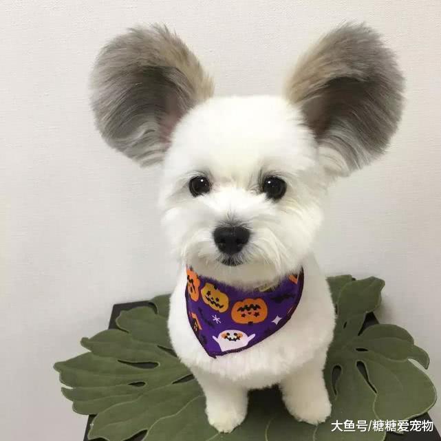 小狗因長有一雙“招風耳”爆紅，軟萌顏值高，網友：元芳，是你嗎