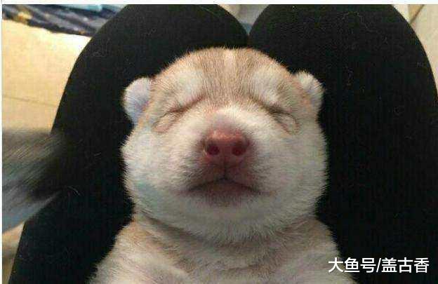 狗妈偷亲小二哈，它直接给了狗妈一巴掌后，主人：是亲生的吗？