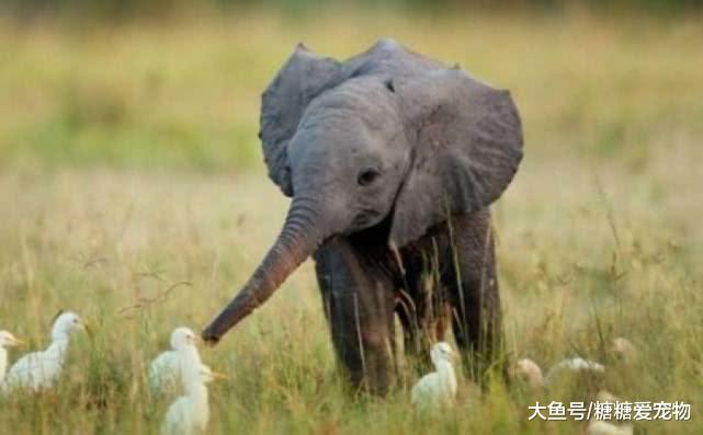 动物小时候的模样大盘点，最萌的是哪只？看到第5只心都化了