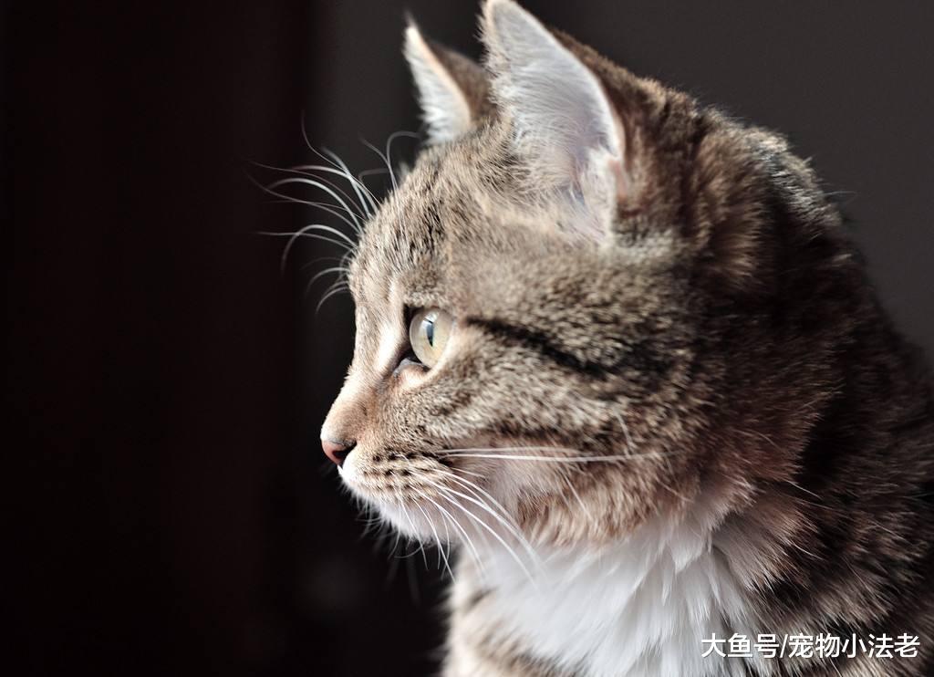 都说我国的狸花猫弱，外国猫强，看完后，你还会这样觉得吗？