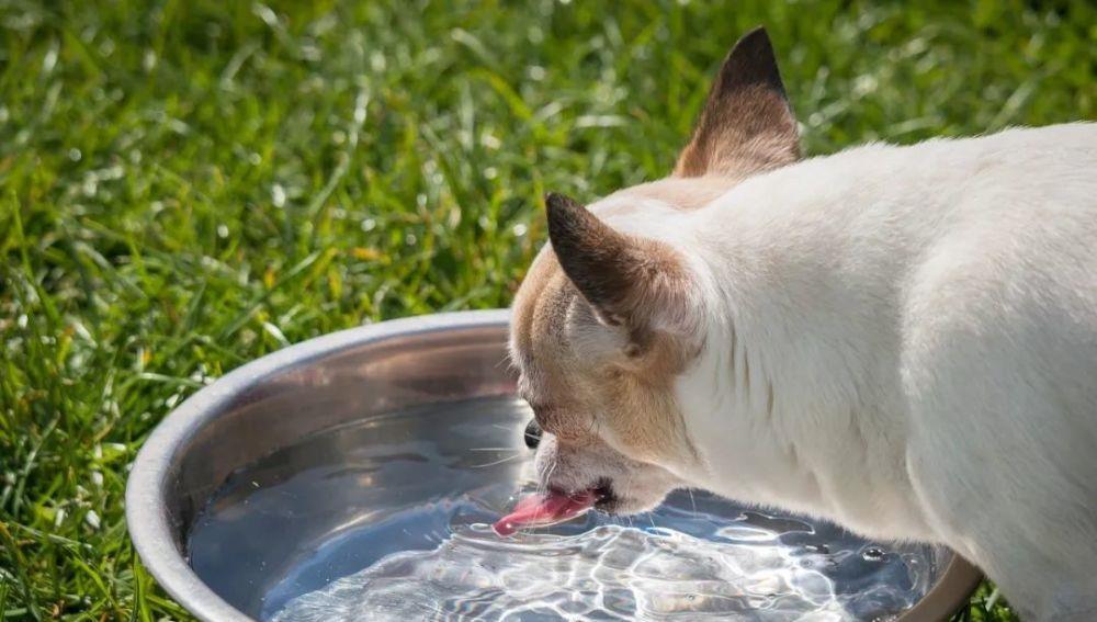 养狗狗有什么需要知道的？——营养饲喂篇