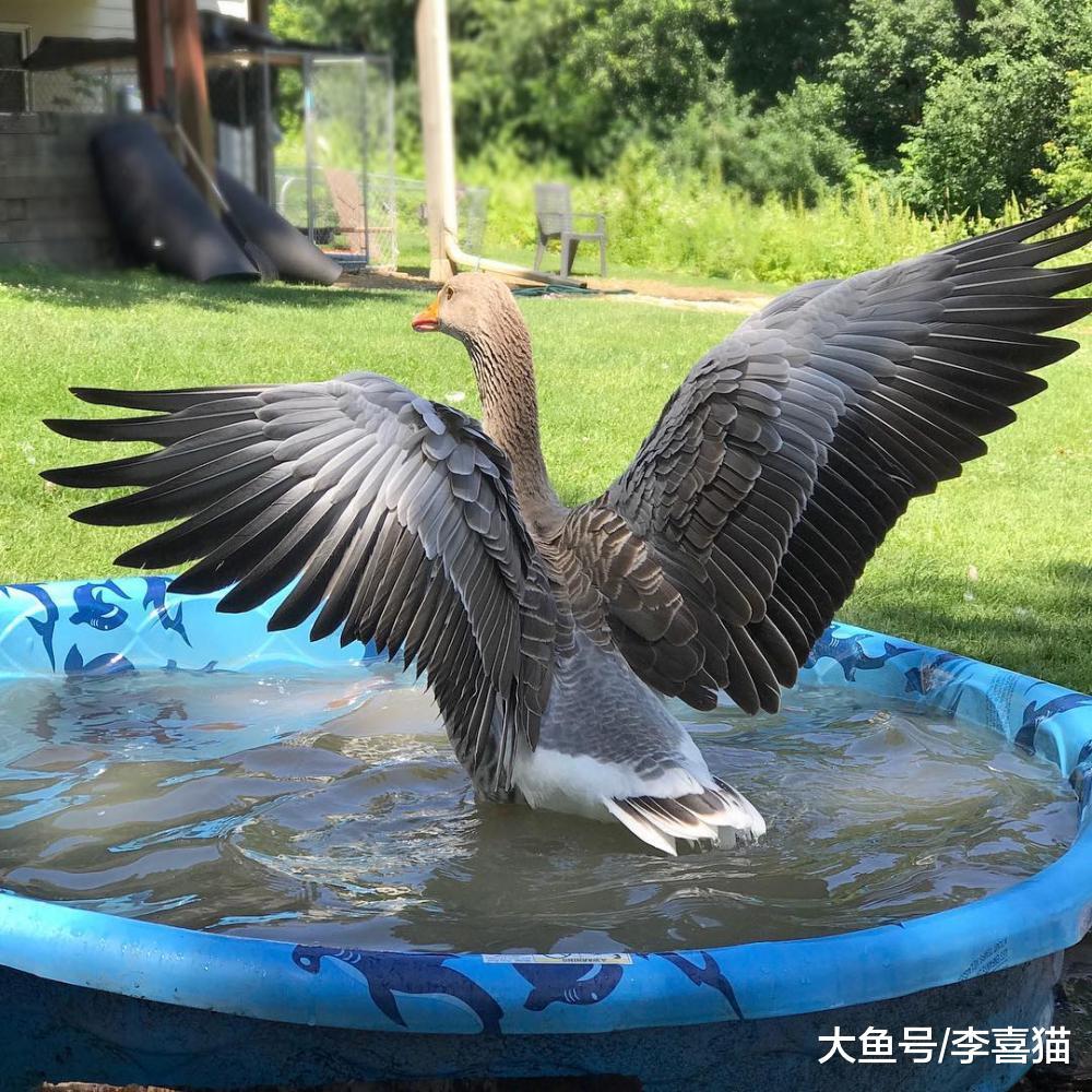 誰說農場動物不能當寵物養的，飼養雞鴨鵝已經成為了新趨勢