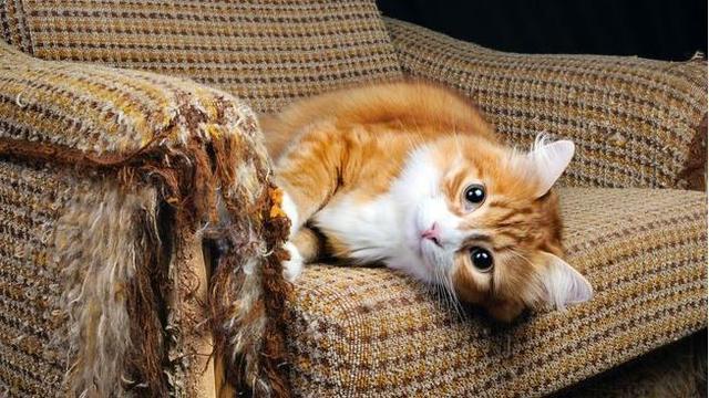养猫之后生活会有什么变化? 你可以名正言顺地换一张新的沙发