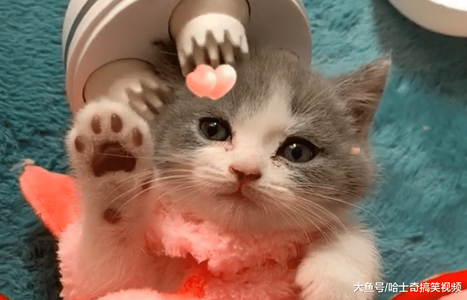 猫咪还没一岁，结果过上了“老年人”的生活，萌化主人的心