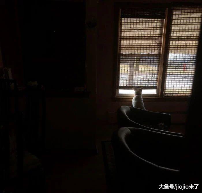 狗狗等主人下班等了十几年，它去世后，心碎主人分享了他们的故事