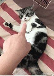 今天又被猫打了，好开心！