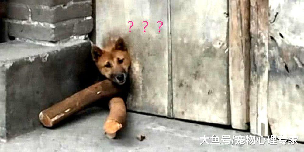 怕大黄狗到处乱跑，于是封住了狗洞，再回来看时主人眉头紧锁