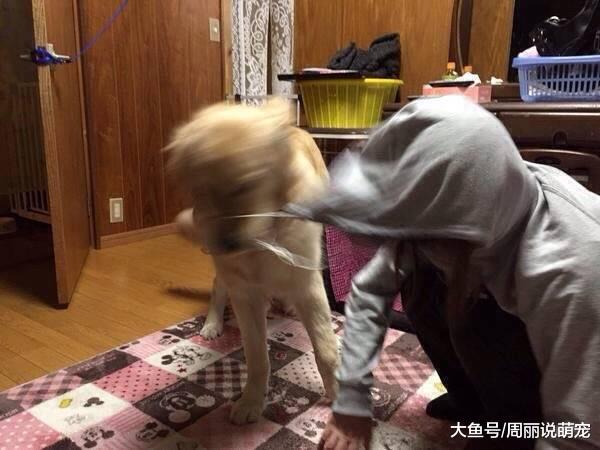 女儿和金毛互相吃醋，突然房内传来女儿求救声，老爸走进去笑喷了