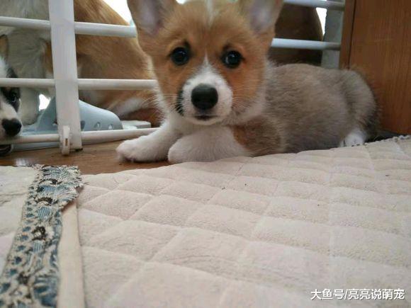 柯基已经长大，是让它们离开的时候了，狗：不想走！