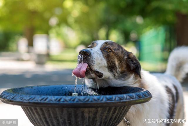 狗狗多喝水是好，但要注意这几件事，不然容易害了狗