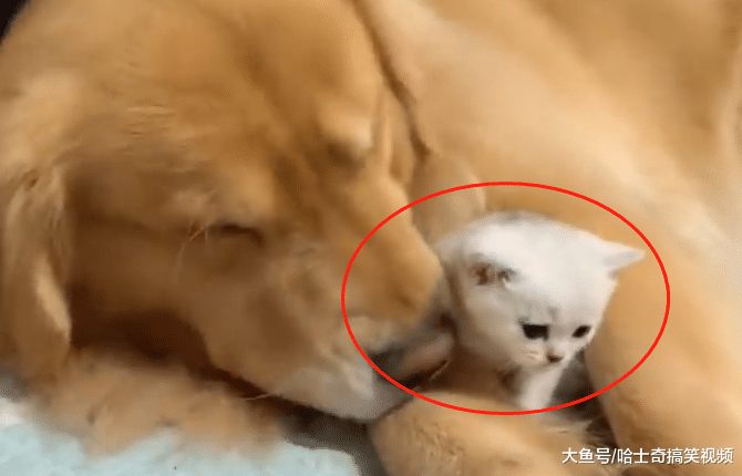 金毛今年刚满一岁，却是4个孩子的“妈妈”，主人也笑了