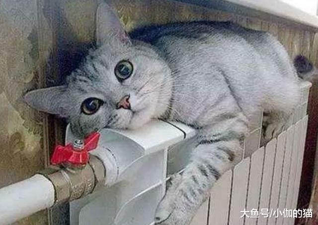 辟谣：毛茸茸的猫咪在夏天喜欢开空调？猫：原来你不懂我