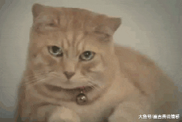 主人撸猫的时候，猫咪一阵“抽搐”还吐舌头，网友：在哪买的？