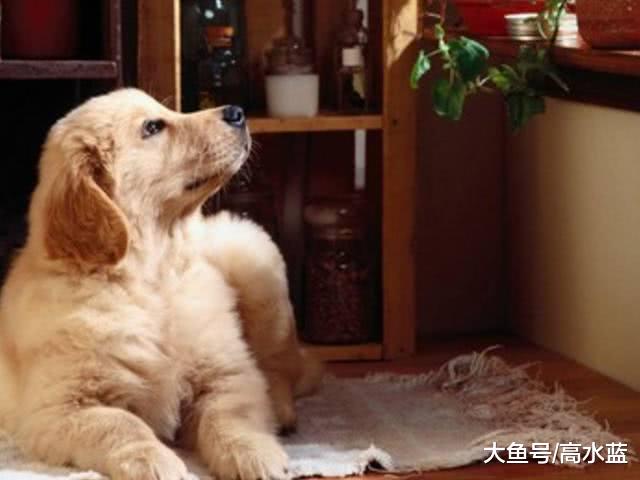 出差将金毛送回乡下，几天后老爸打电话：要炖了你的狗