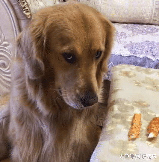 嘴馋的金毛想吃排骨，但主人装作没看见，接着金毛眼神里全是戏