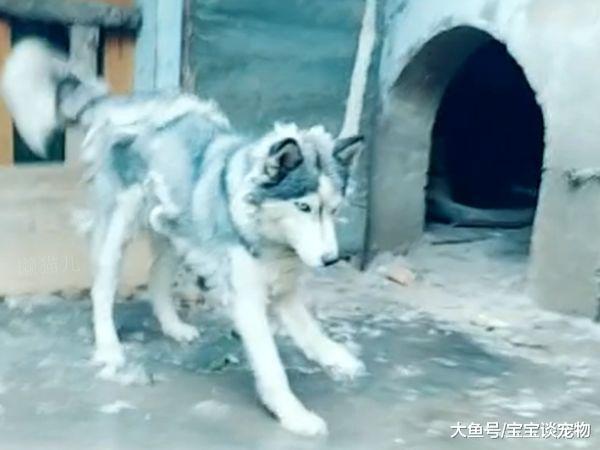 将哈士奇送人，半年后再见，主人的眼泪顿时落下来：你这是怎么了