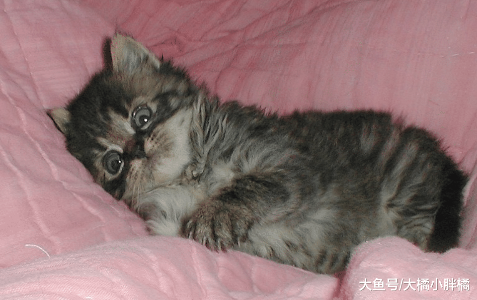 猫咪在屋内“徘徊”的5个原因，这是它的地盘，巡逻一下不行吗？