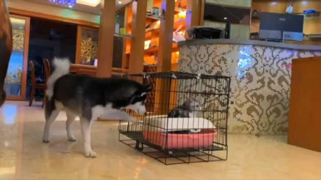 家里来了只猫咪后，二哈开始嘚瑟了，都跑到人家“头顶”了