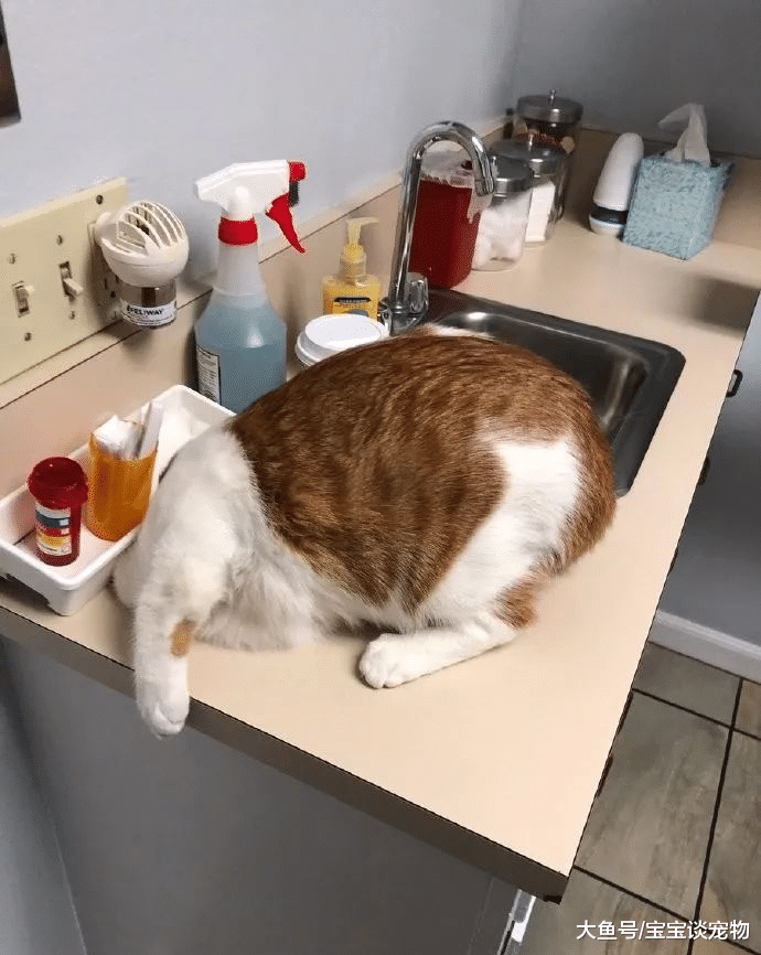 洗手台惊现“无头猫”，铲屎官无奈：为了不看兽医，啥事都干得出来！