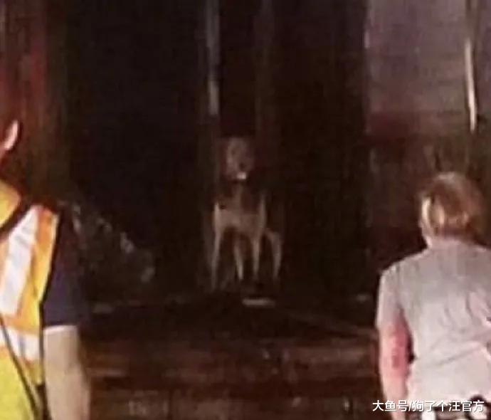 有女儿的人家一定要养一只大狗