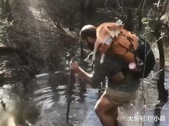 失明的柴犬却坚持徒步探险，和主人相伴翻山越岭，完成83天的旅程