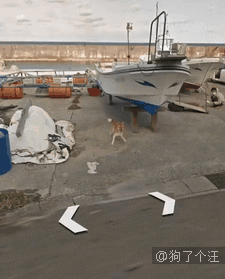 街景车在拍摄的时候，有一只想红的狗子锲而不舍的跟着