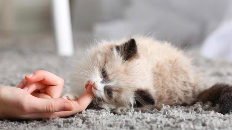 貓崽的牙掉了！別怕，可能是在換牙了