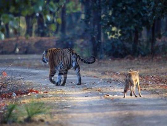 一只狼一路尾随老虎身后，谁能知道它是不怕死还是另有图谋？