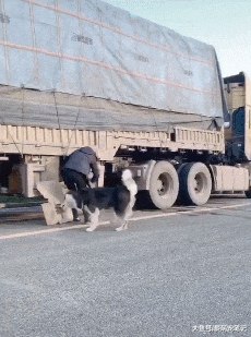女子在服务区偶遇一只“阿哈”混血犬，并且还是异瞳孔的，好帅气