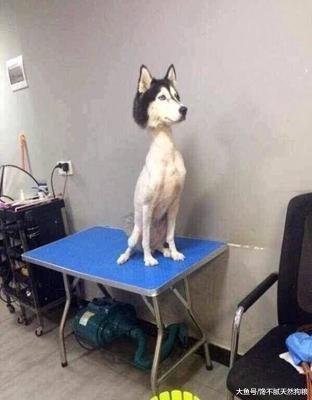 7个关于狗狗的“错误说法”，你知道几个？