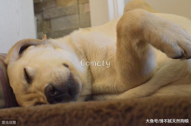 狗狗睡觉有这5个动作，说明没白养，因为它已经认你为主了